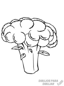 dibujo de brocoli