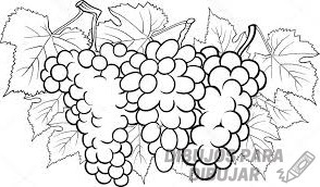 dibujos de uvas para colorear