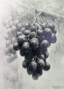 fotos de racimos de uvas