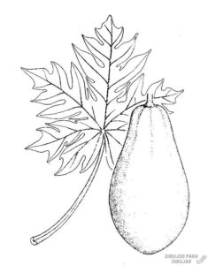 imagenes de plantas de papaya