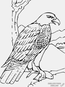 Aguila para Colorear