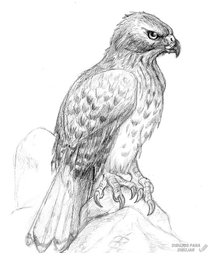  🥇 Dibujos de halcones【 】para dibujar