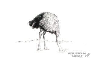 avestruz para dibujar
