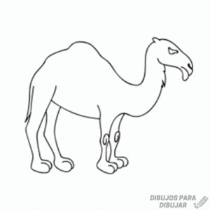 camello gracioso