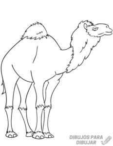 camello para niños