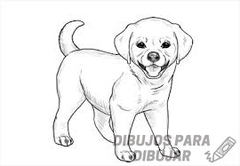 caricaturas de patrulla de cachorros en español