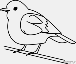 como dibujar un ave