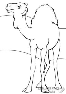 como dibujar un camello