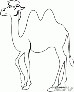 como dibujar un camello para niños