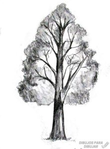 como dibujar un tronco de arbol