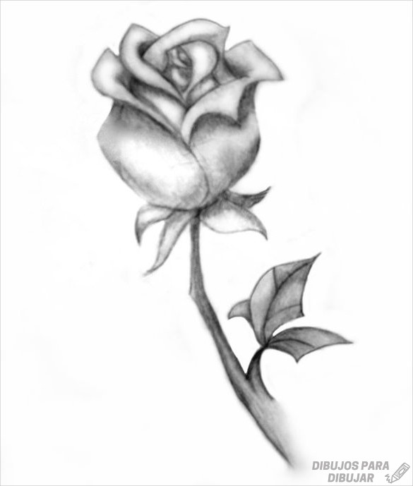 Featured image of post Dibujos De Rosas Faciles Publicado por unknown en 10 12