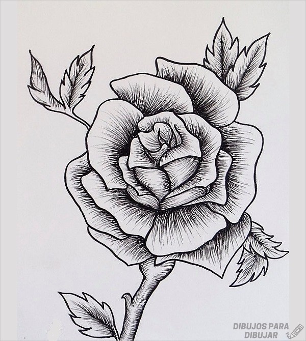 🥇 Dibujos de rosas【190】Lindas y a lápiz