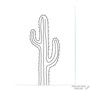 cuadros de cactus