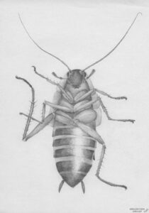cucaracha para dibujar