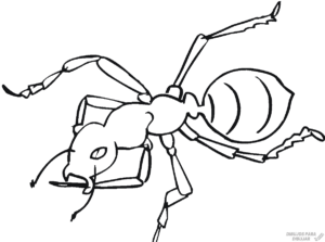dibujar una hormiga