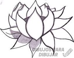 dibujo flor loto