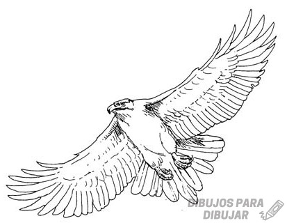 🥇 Dibujos de halcones【190】para dibujar