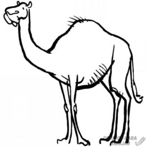 dibujos de camellos faciles