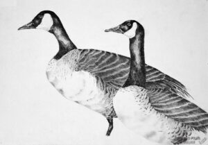 dibujos de cisnes a color 1