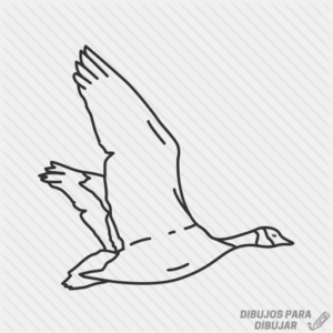 dibujos de cisnes para dibujar
