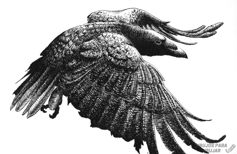 🥇 Dibujos de cuervos【190】para dibujar