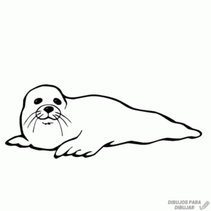 dibujos de focas faciles