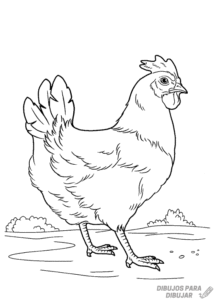 dibujos de gallinas