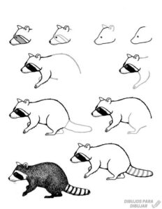 dibujos de mapaches para colorear