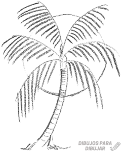 dibujos de palmeras a lapiz