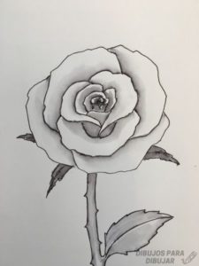 dibujos de rosas faciles