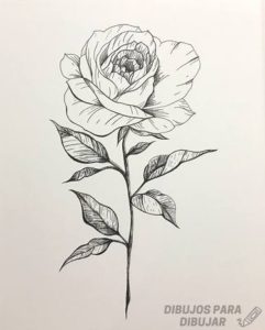 dibujos de rosas para dibujar