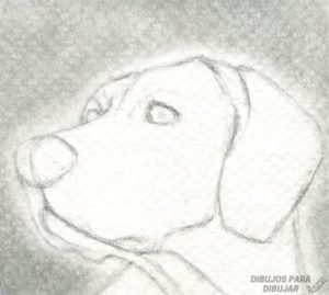 dibujos para dibujar animales