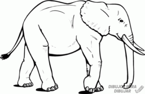 elefante dibujo a lapiz