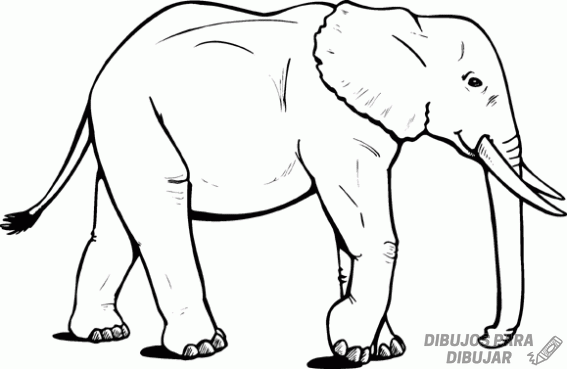 Dibujos De Elefantes 190 Para Dibujar