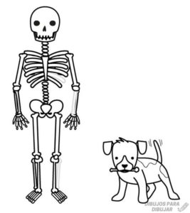esqueleto humano dibujo