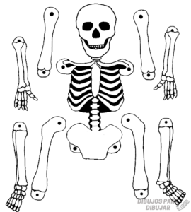 esqueleto humano dibujo para niños