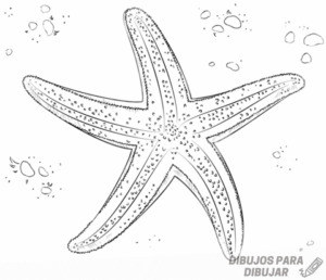 estrella de mar dibujo
