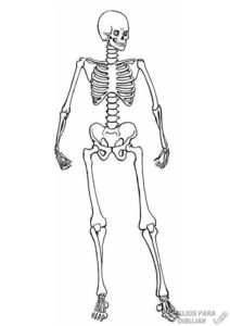 figura de esqueleto humano