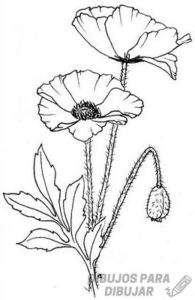 flor de amapola imagenes