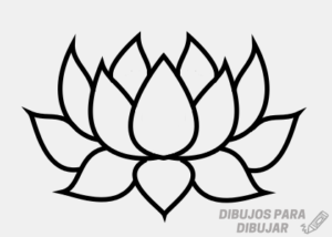 flor de loto colores
