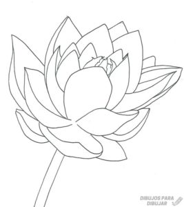 flor de loto dibujo a lapiz
