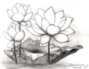 flor de loto para dibujar