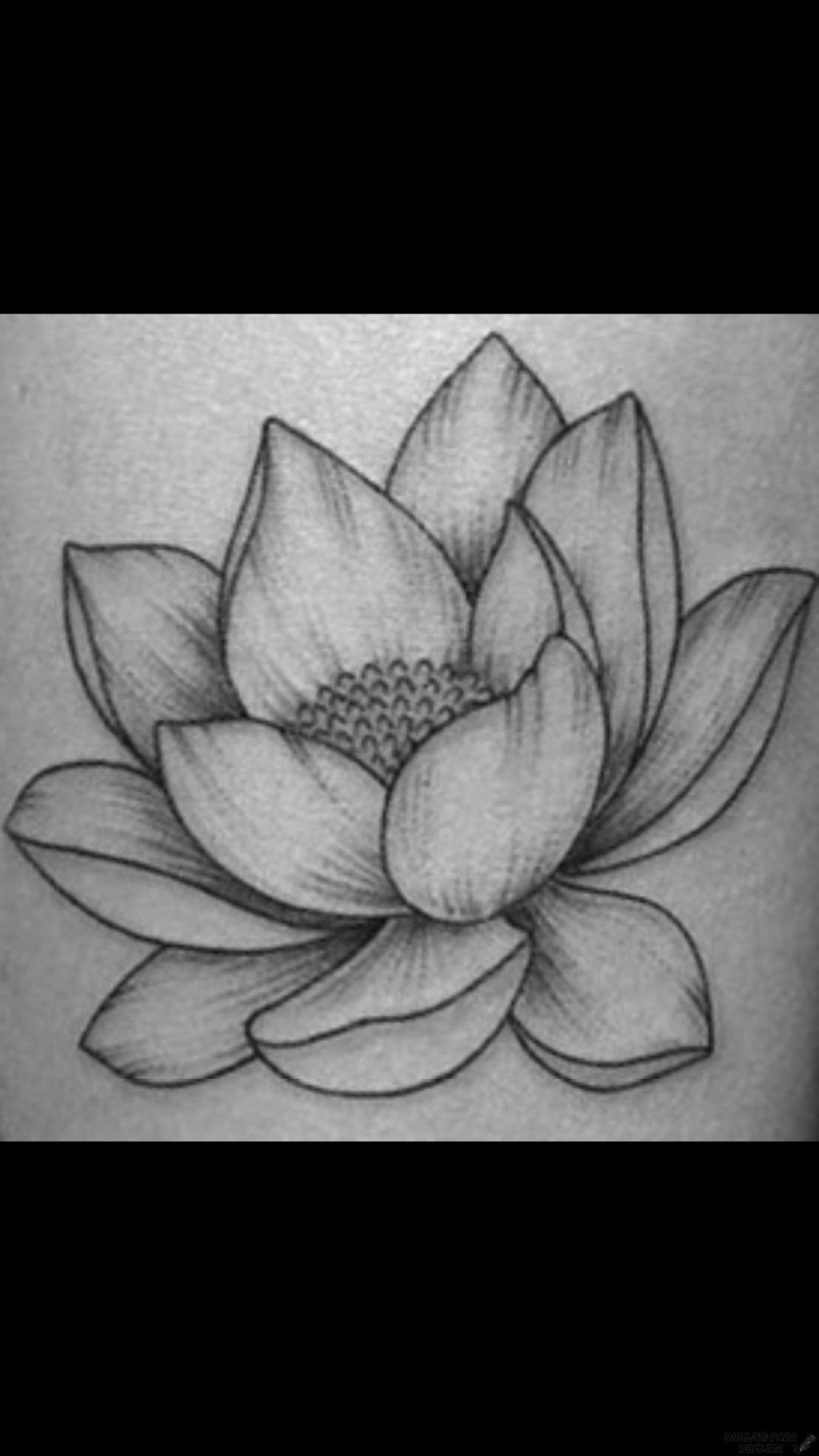 磊 Dibujos de flor de loto【190】Lindas y a lápiz