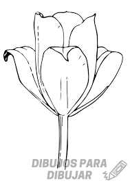 flores tulipanes fotos