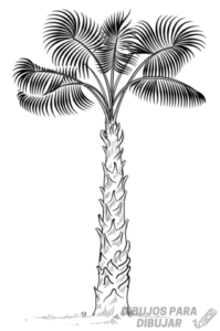 fondos de palmeras