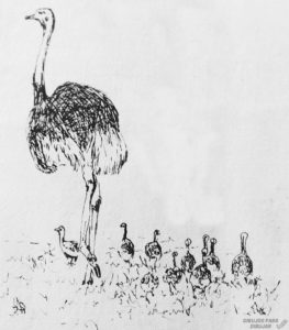 foto avestruz