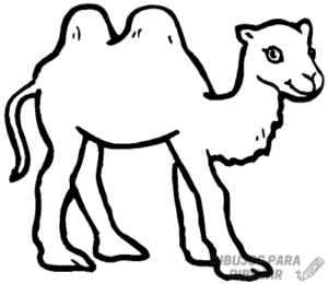 foto camello