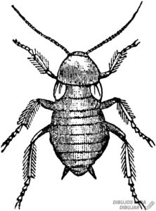 foto cucaracha