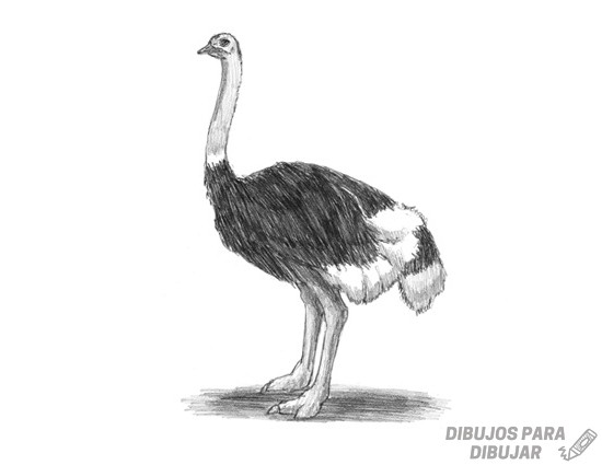 fotos de avestruz para imprimir