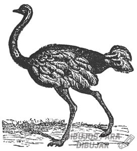 fotos de avestruz